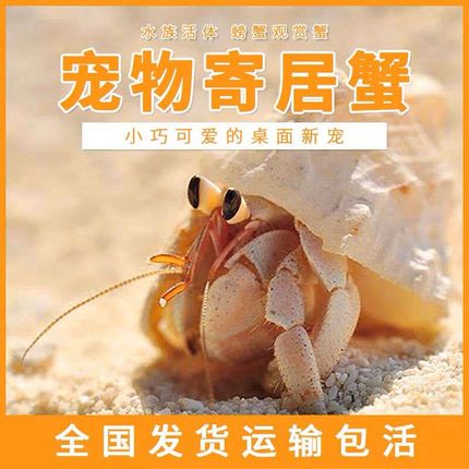 居寄蟹宠物寄居蟹淡水水生小w宠物好养迷你小型学生宿舍网红可爱