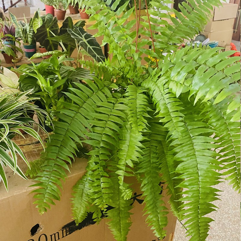 霸王蕨盆栽室内大小绿植苗喜阴喜湿润网红垂吊蕨类植物办公室好养