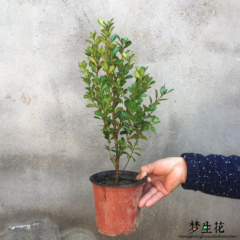 小叶黄杨苗道路绿化庭院地被苗木小叶黄杨苗大叶黄杨苗冬青苗