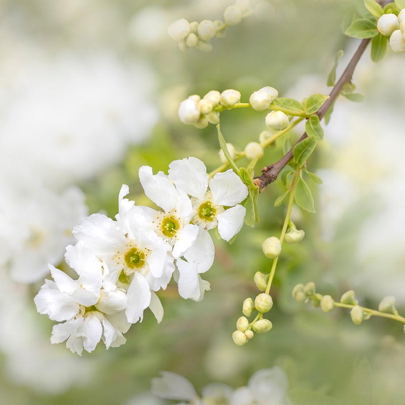 白鹃梅魔法春天新娘白色花多年生灌木耐寒耐热庭院阳台花园鳗盆栽