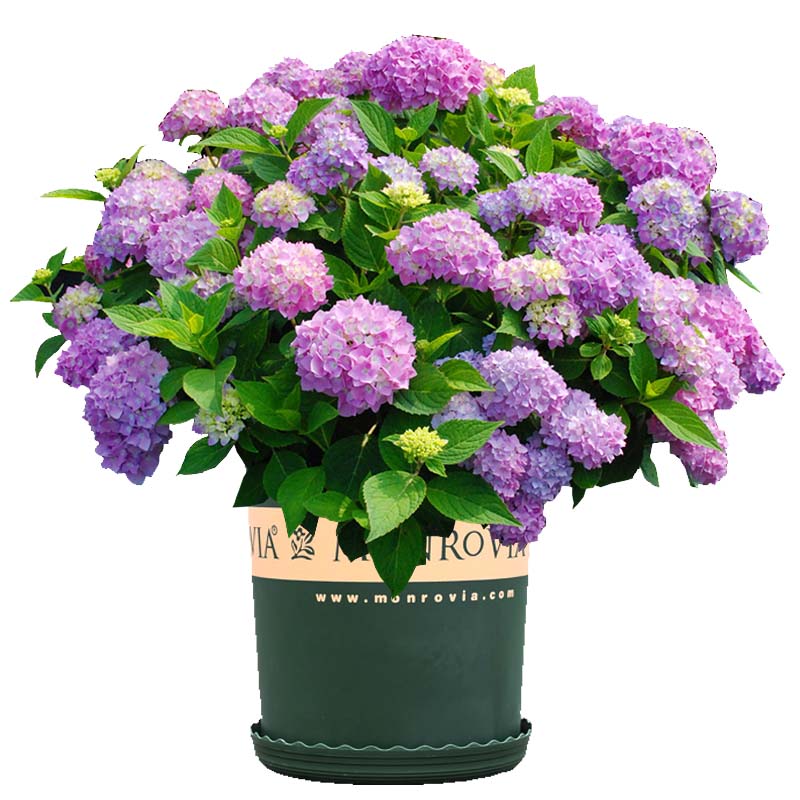 无尽夏绣球花大苗特大花型盆栽老桩室内外别墅庭院四季花卉绿植物