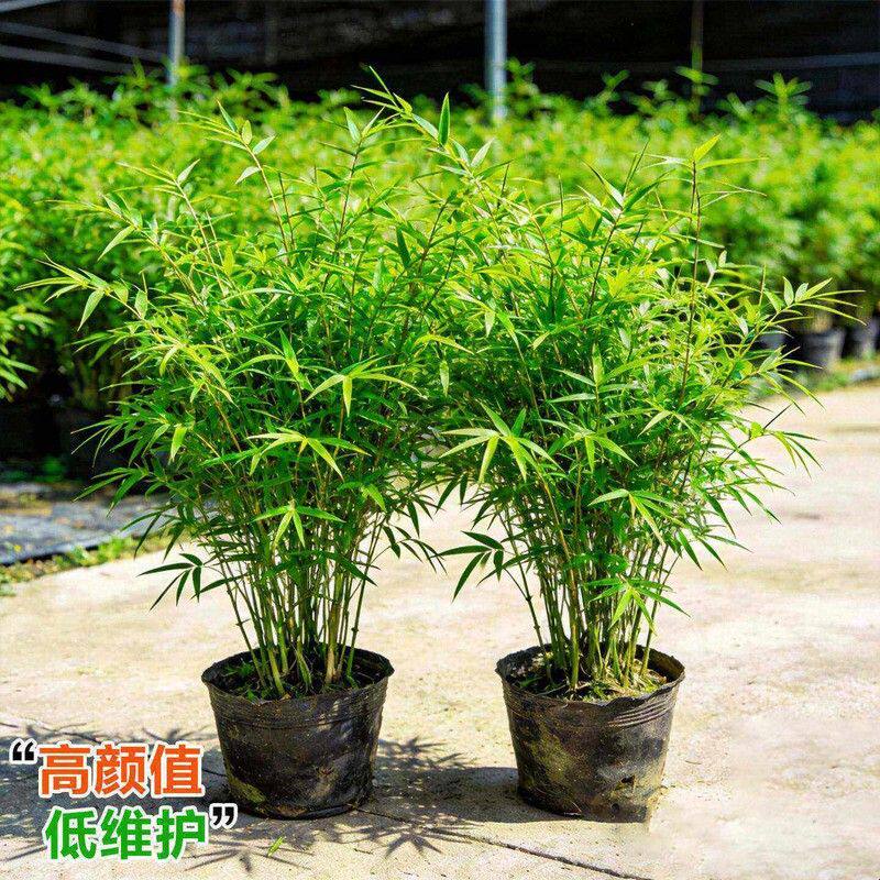 米竹苗盆栽风尾丛生竹微型盆景观桌面绿植