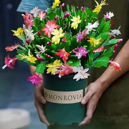 速发蟹爪兰盆栽植多色花苗四季绿带花卉植物室内爪蟹螃莲开花好养