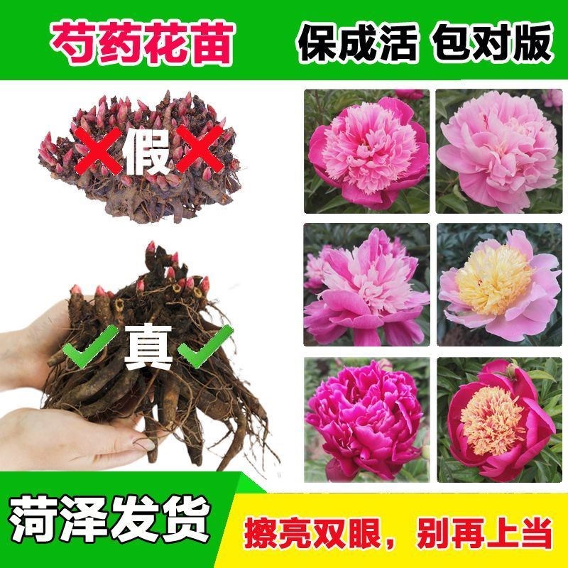 速发芍药老桩重瓣芍药花苗耐寒四季开花芍药根块牡丹庭院台室内花