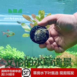 速发艾伦水草造景极乐鸟坨草古法缸水草净化水质懒人增氧无需碳自