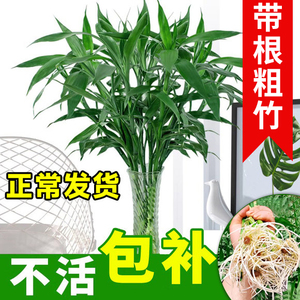 速发富贵竹水培植物客厅招财根栽水养盆带节节高发财竹鸿运竹龟背