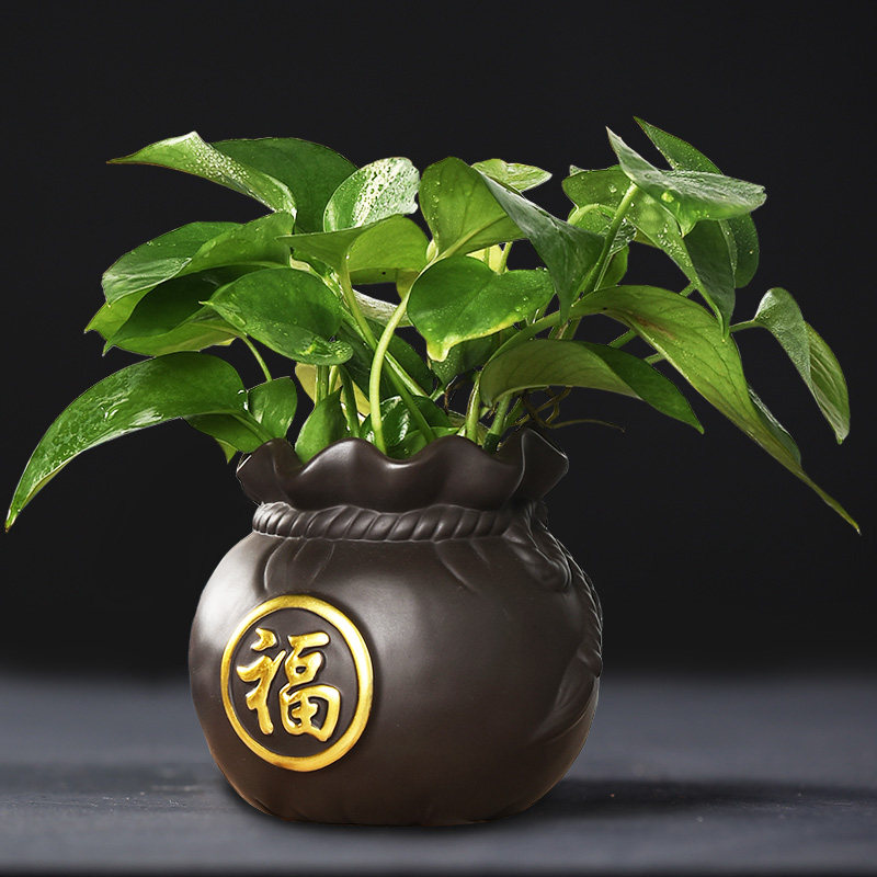 速发绿萝花盆莲瓷紫砂无孔容器水培植物铜钱草碗陶睡莲水仙盆创意