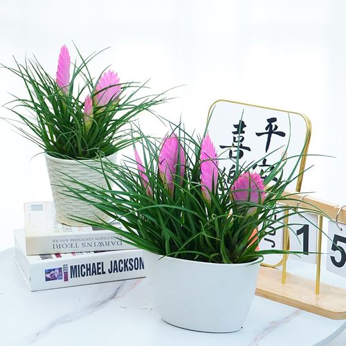 铁兰花苗盆栽紫花凤梨带花剑花苞室内四季K好养绿植办公室桌面盆