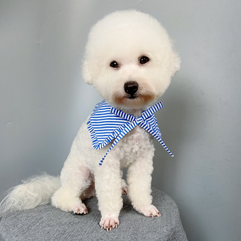 宠物狗狗猫咪口水巾纸样围巾x围兜花瓣围脖图纸围嘴配饰三角巾模