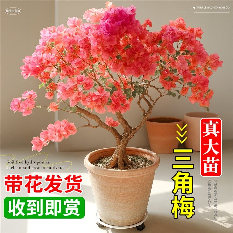 造型三角梅重瓣盆栽带花苞老桩特大号四季花卉梅花树苗.爬藤年宵,鲜花速递/花卉仿真/绿植园艺,绣球/木绣球/木本植物,淘宝优惠券,粉丝福利购,淘宝优惠卷