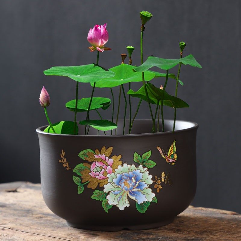 铜钱草专用e水培花盆陶瓷碗莲盆缸睡莲荷花盆水养紫砂创意水仙花