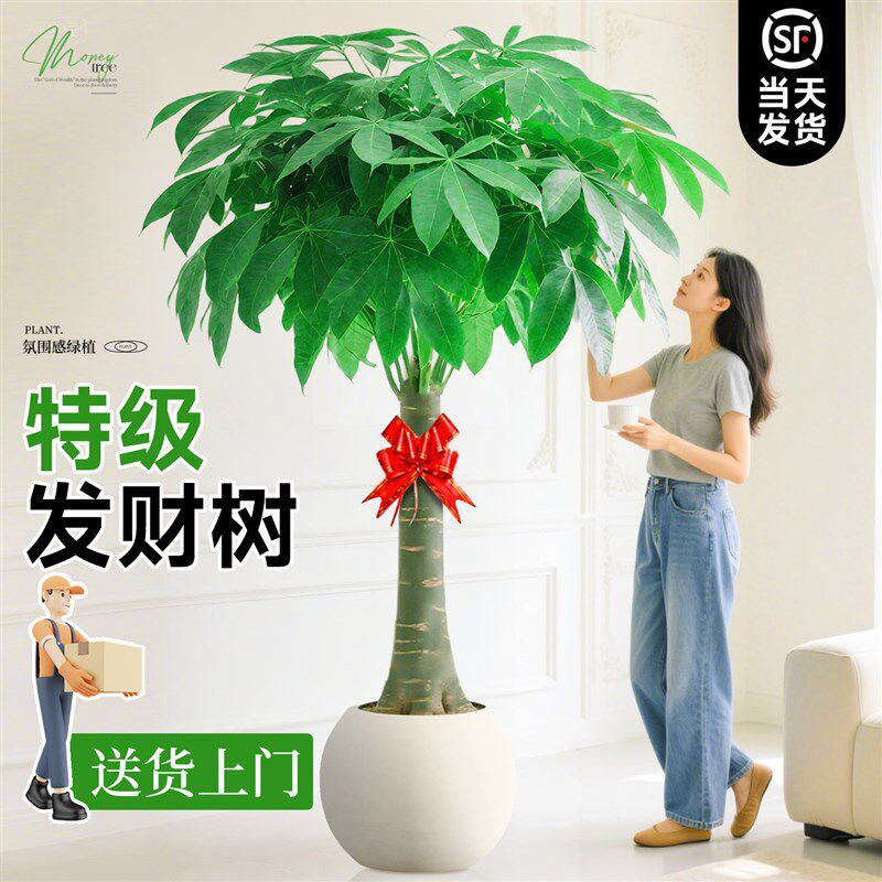 发财树客b厅大盆栽绿植室内大型植物大棵老桩招财树办公室乔迁好