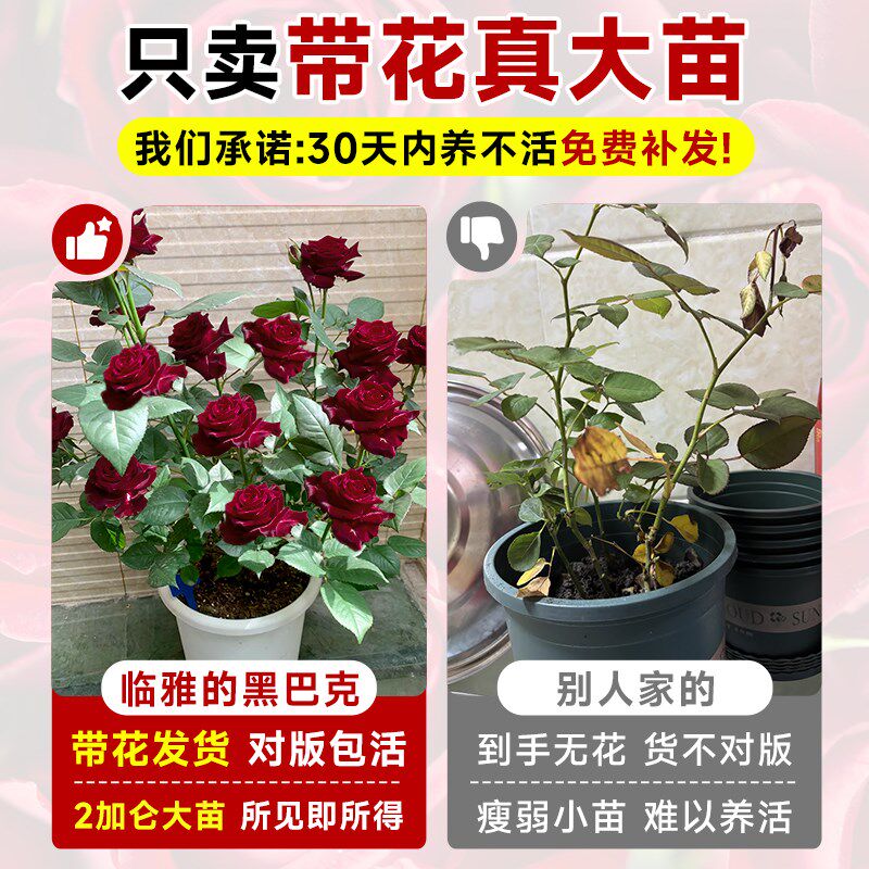 黑巴克月季花苗玫瑰花树苗老桩盆栽四季开花O带花苞特大花浓香花