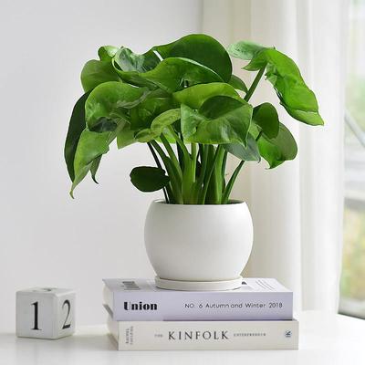 仙洞龟背芋ins风室内绿植盆栽桌面净化空气陶瓷四季网红北欧简约