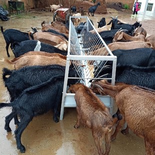 喂羊食槽两用养殖场专用羊槽子铁质镀锌材质耐腐蚀结实牢固全包邮