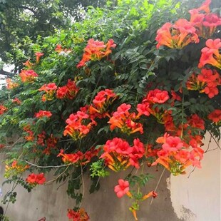 凌霄花 大苗庭院爬藤老桩树苗耐寒耐晒炮仗花