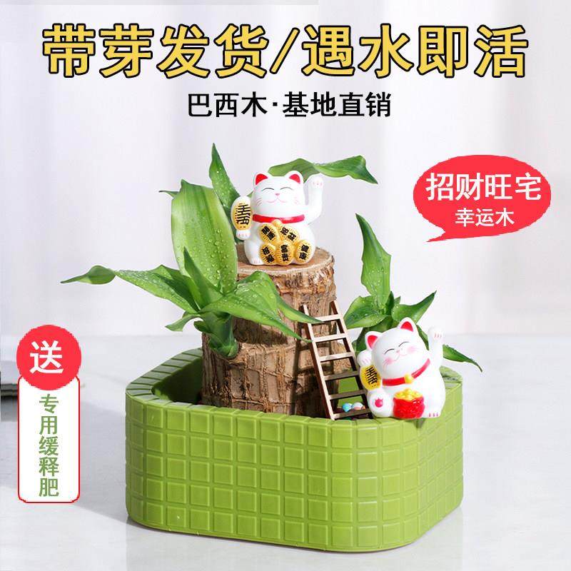 巴西木幸运木水养植物室内水培盆栽办公室桌面绿植摆件懒人植物,鲜花速递/花卉仿真/绿植园艺,绿植,淘宝优惠券,粉丝福利购,淘宝优惠卷