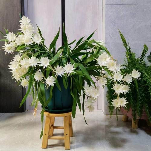 小叶昙花印尼进口浓香型花量大好养活花期久花量大阳台章鱼种花