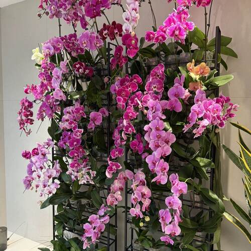 落地式移动蝴蝶兰花架花店阳台植物架子国兰石斛兰秋海棠专用