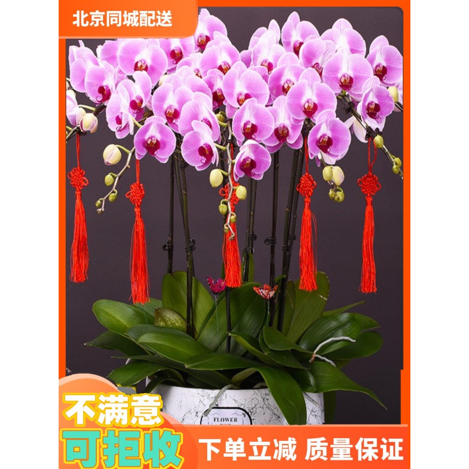 北京同城配送蝴蝶兰盆栽鲜花礼品真兰花盆景年宵室内客厅花卉