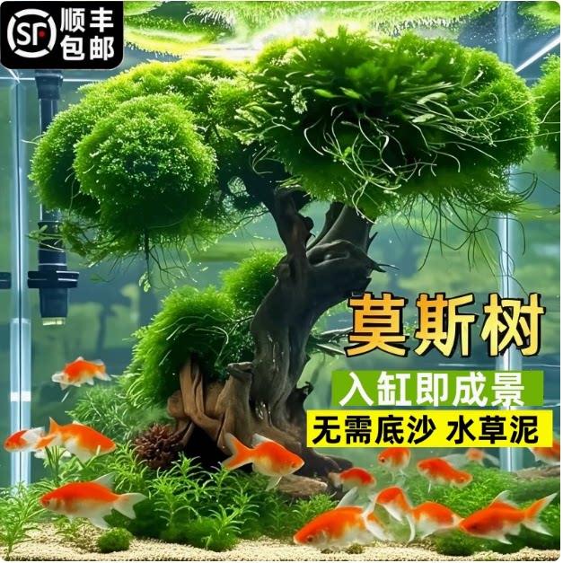 鱼缸造景摆件莫斯树真树沉木水草造景懒人造景生态全套无需底沙