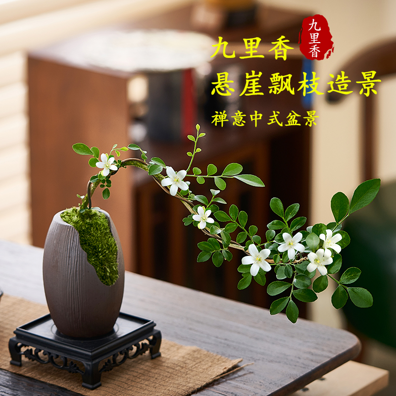 小叶飘枝九里香盆栽中式盆景室内办公室书房植物四季常青花卉绿植