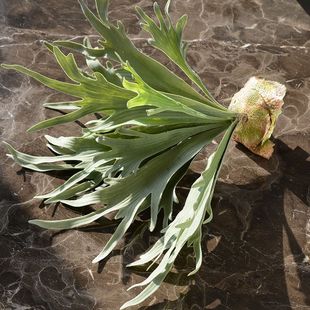 厂家假植物仿真盆景摆件室内仿真绿植垂钓鹿角叶婚庆装饰花束婚礼