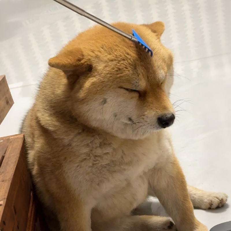 猫狗逗挠头棒按摩解痒互动玩具