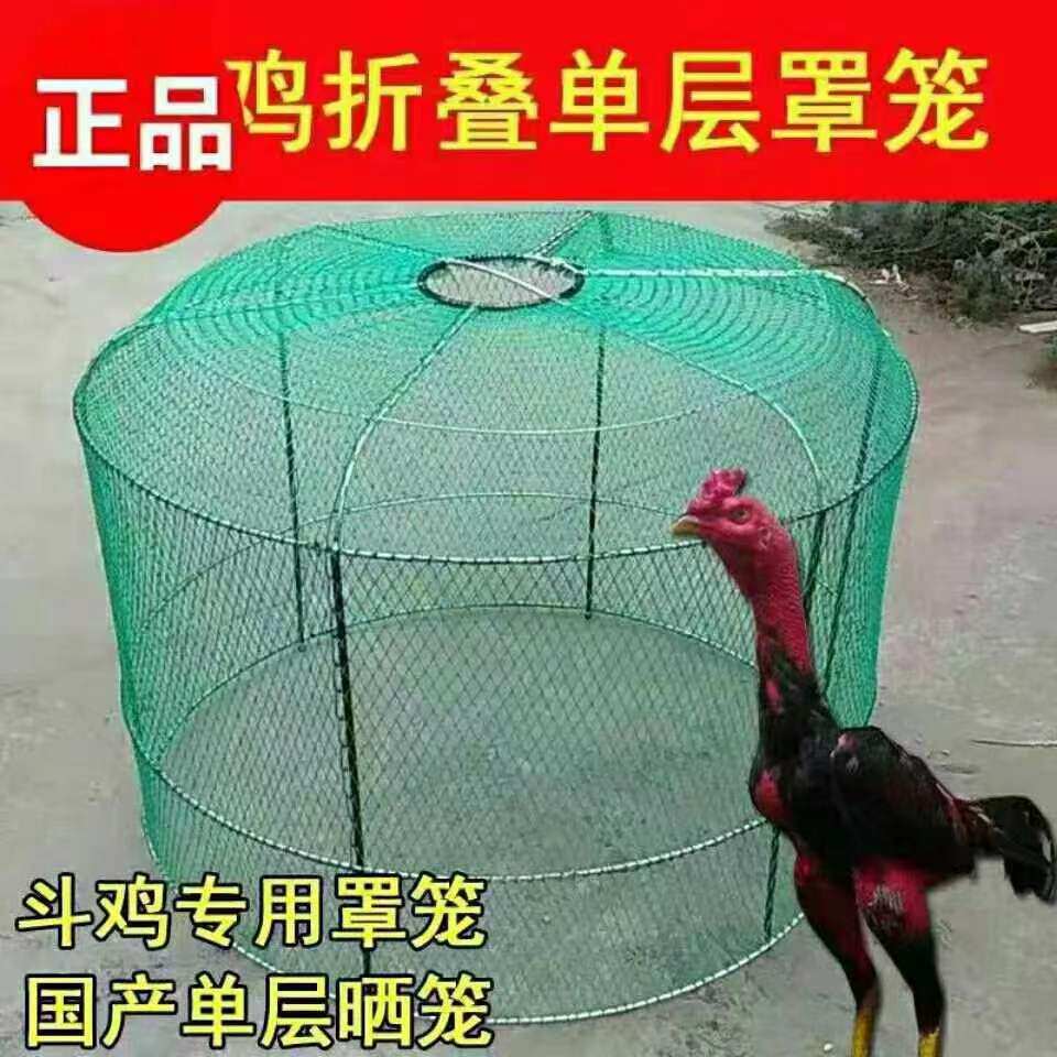 斗鸡用品斗鸡跑笼斗鸡折叠跑笼斗鸡单层跑笼斗鸡罩笼斗鸡训练用品