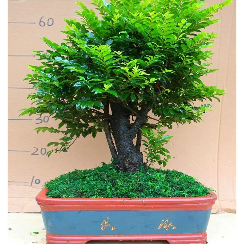 小叶紫檀盆景木树桩四季常青净化空气绿植室内客厅办公桌花卉盆栽