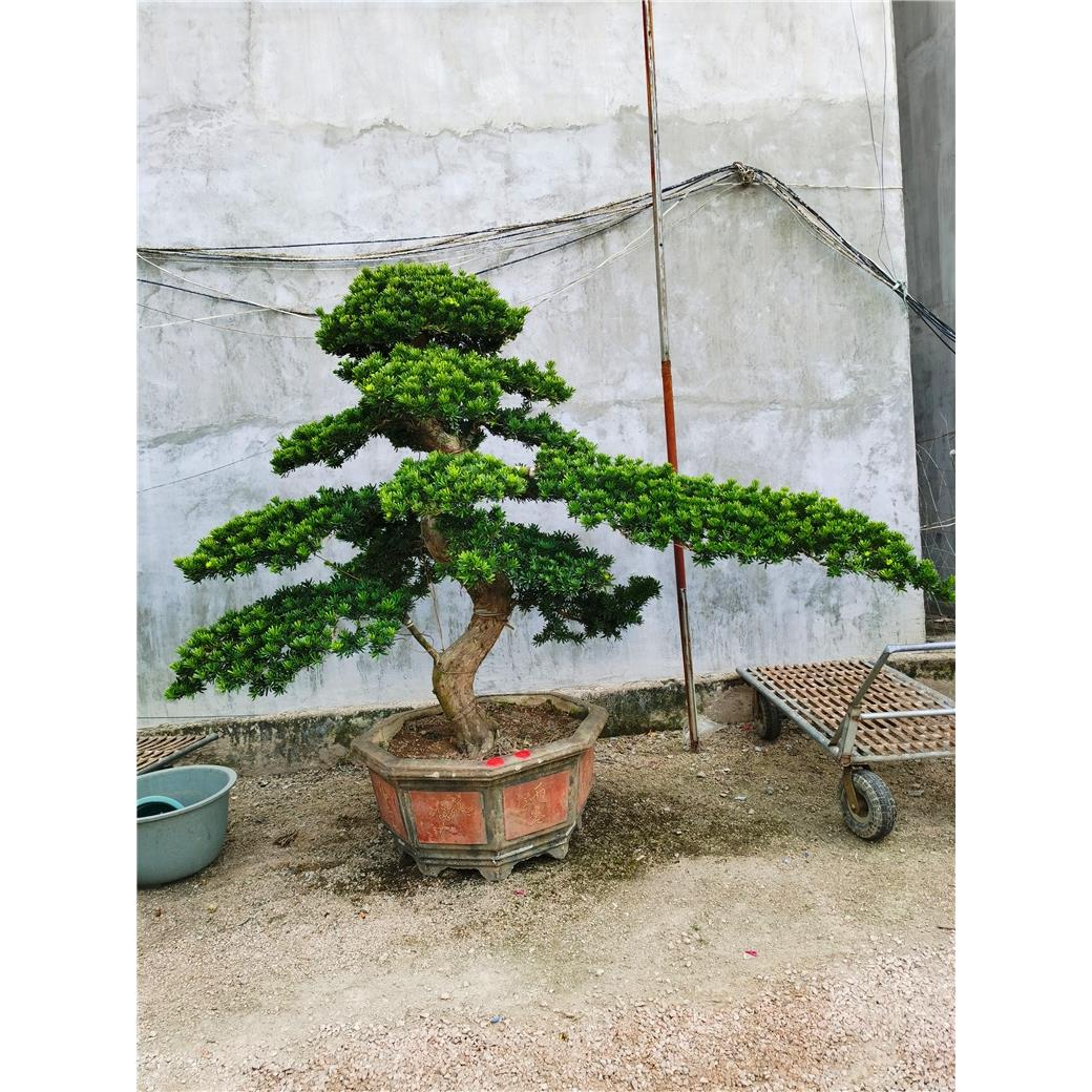 罗汉松老桩大型盆景造型树迎客松室内盆栽绿植雀舌罗汉松球形盆栽