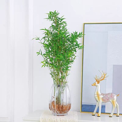 水培植物米竹室内盆栽富贵竹南天竹盆景绿植小R叶百合竹子花卉好