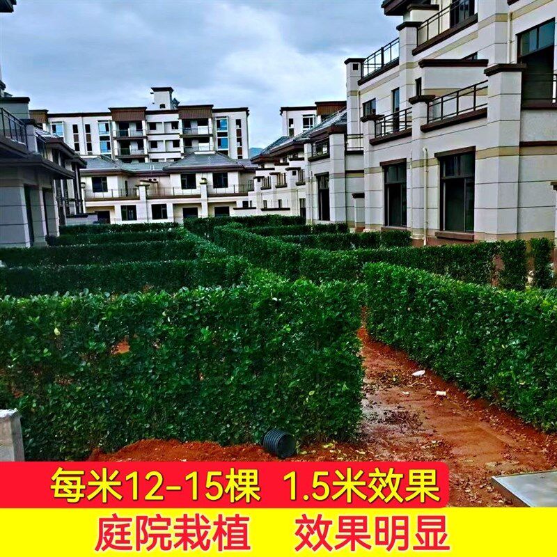 丛生北海道大叶黄杨冬青树苗x工程绿化四季常青不落叶庭院围墙绿