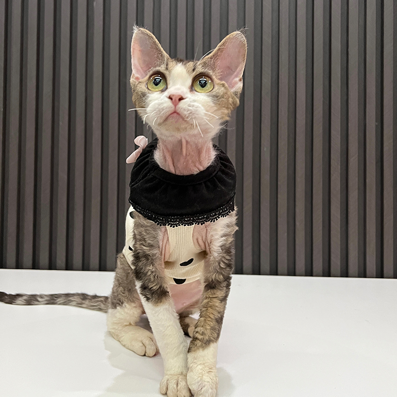 圆领印花背心弹力好穿任发财无毛猫衣服斯芬.克斯猫德文