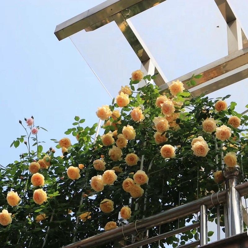 玛格丽特王妃四季开花蔷薇花苗浓香型花卉盆栽爬藤植物藤本月季