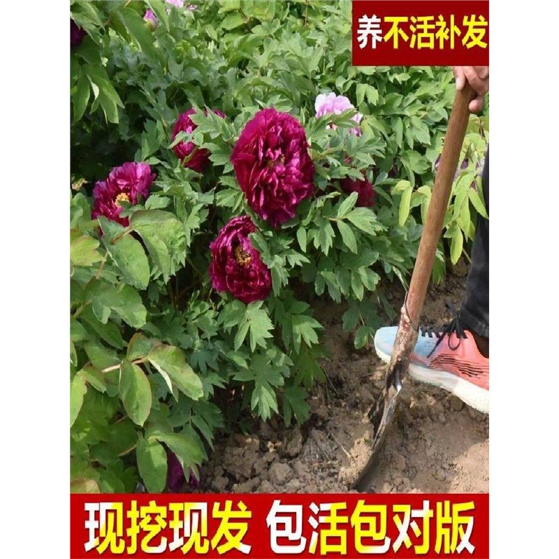 正宗洛阳牡丹花苗大苗花卉植物室内花易活好养盆栽庭院牡丹花树苗