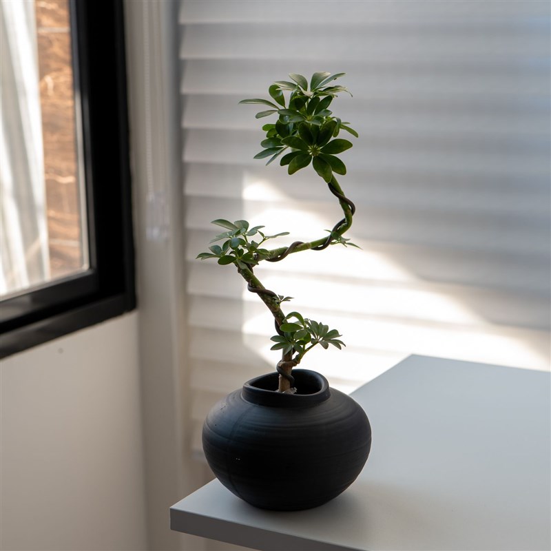 植物造型鸭脚木盆栽p室内办公室客厅招财好养绿植四季桌面花卉