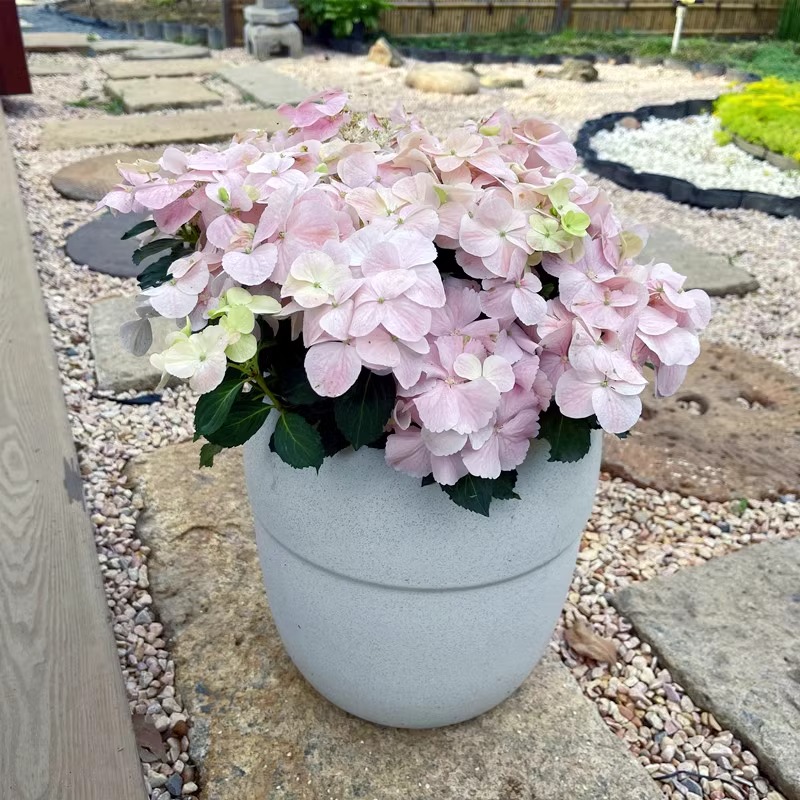 粉色落跑新娘绣球花n苗盆栽爬藤花园阳台庭院花卉开花植物无尽夏