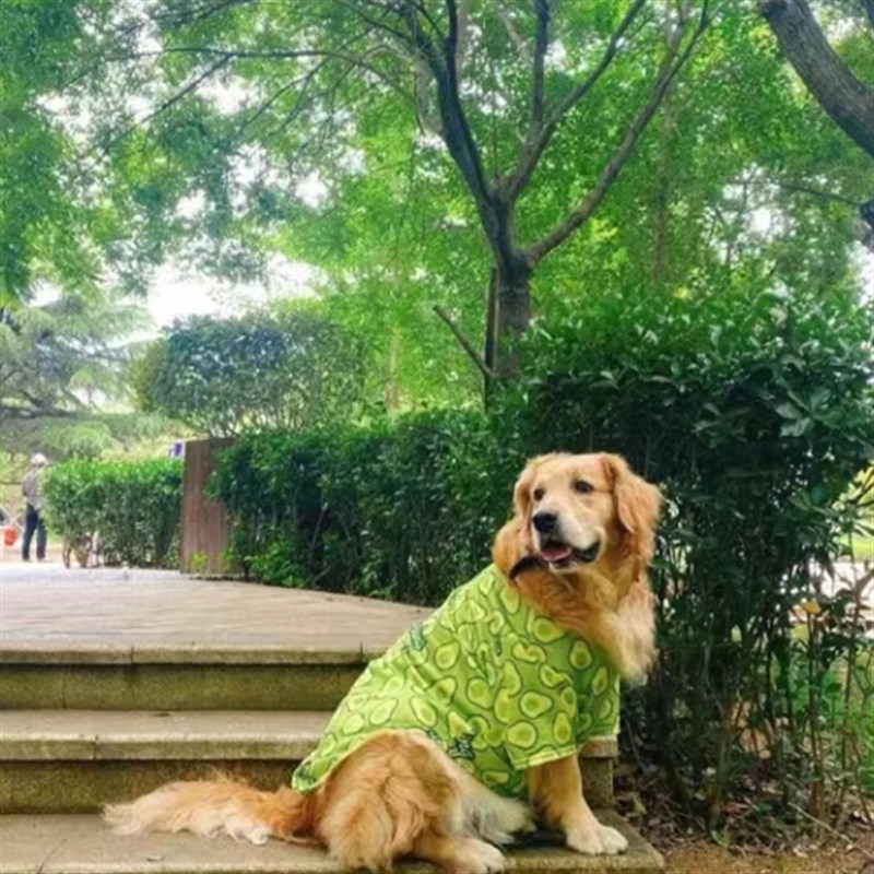 金毛衣服网眼不粘毛衣服狗狗衣服大型犬夏季薄款衣服潮牌拉布拉多