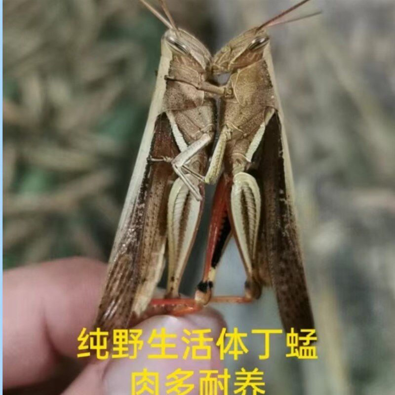 画眉鸟活食广东野生鲜活丁蜢蚂蚱蝗虫蚱蜢提性促火上力收身和耐力