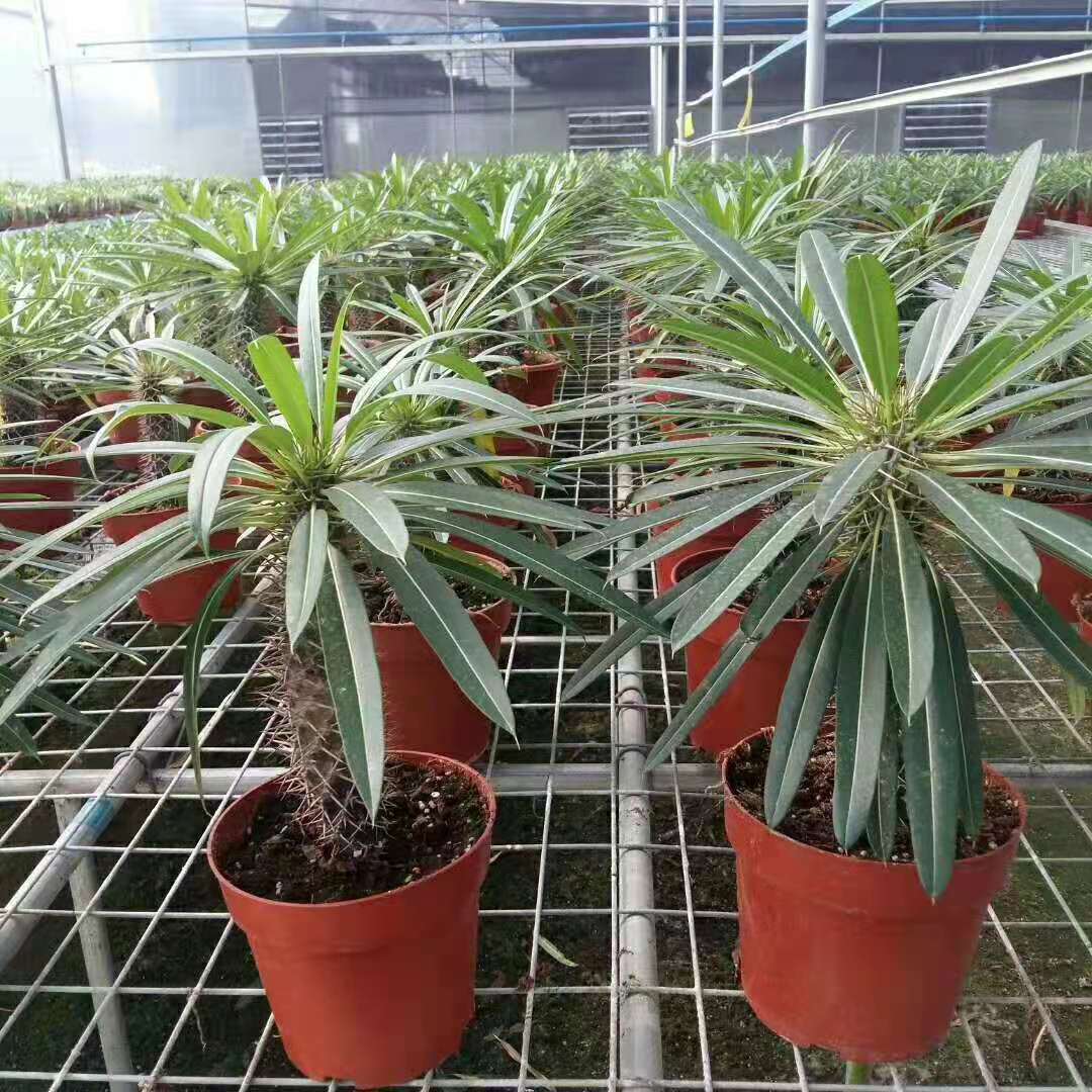 【基地直供】花卉植物小盆栽 居家绿植盆栽 霸王树盆景仙人掌