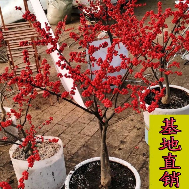 速发果美冬青盆栽带红北送花树年宵公真耐寒花卉北美冬青