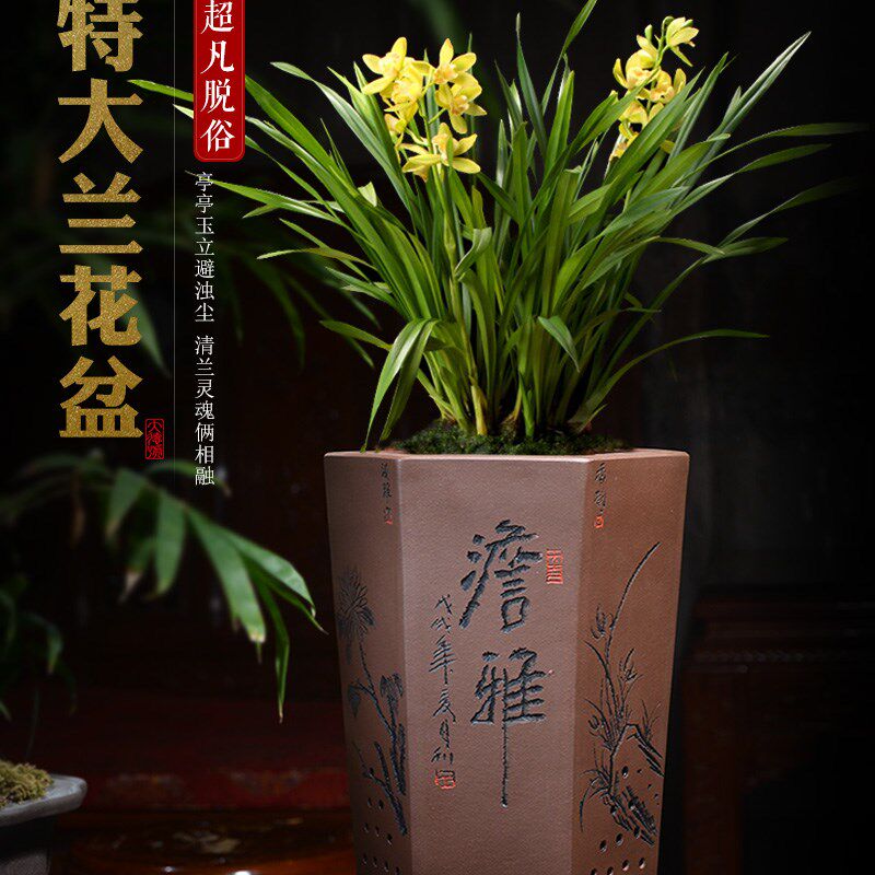 速发陶瓷紫砂兰花盆室内清雅高档花盆盆口六方兰花盆兰花直用专景