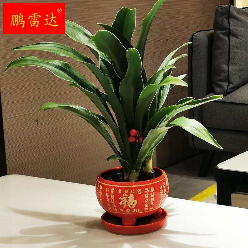 速发优百盆景金银边年乔四季常青低价喜庆结婚邮迁祝寿包青盆栽植