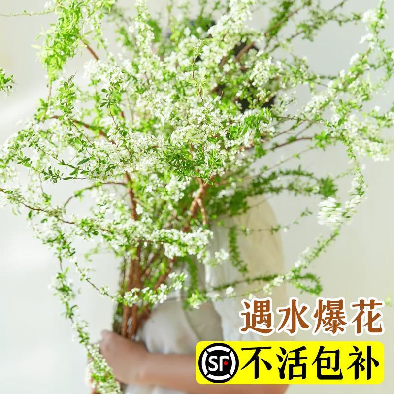 速发雪植鲜枝卫培植物室内适合放水生间绿柳盆栽高级桌面花卉四季