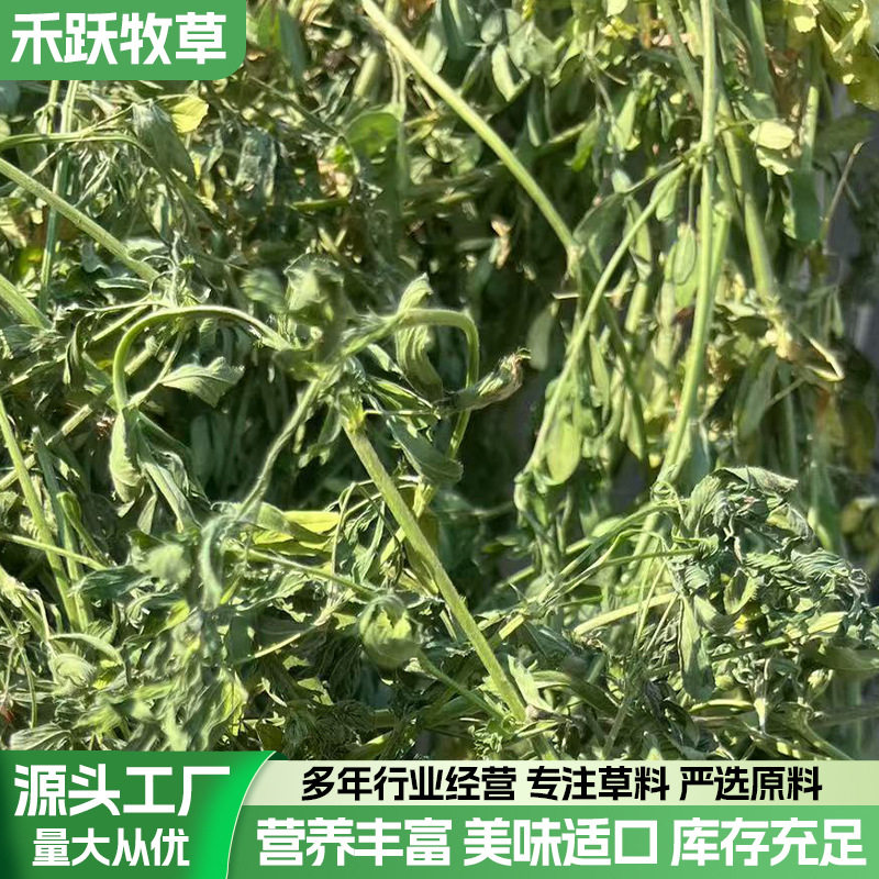2025头茬苜蓿草紫花苜蓿草动物园用草牛羊马牧草青干草青草