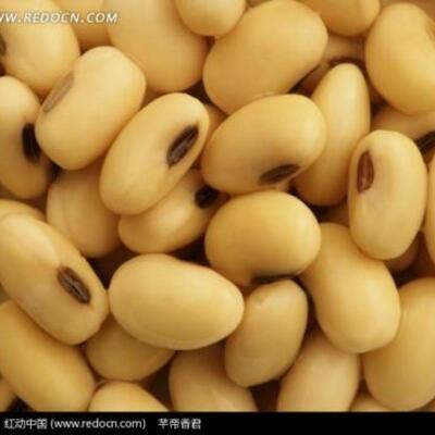 播种器米大豆花播生播种机栽玉苗点播器点播MSP机手提式玉播米种