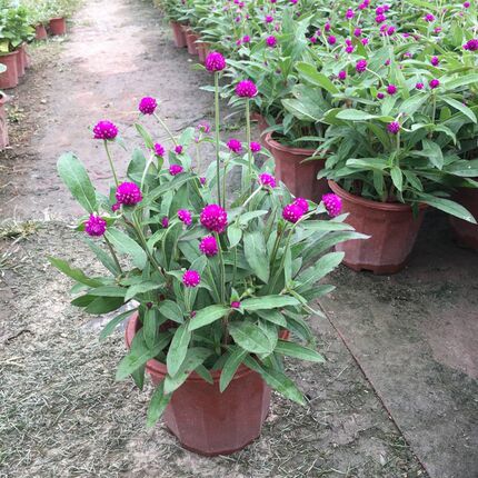 千日红花苗带花苞盆栽阳台庭院绿植好养四季开花卉百日红耐寒耐热