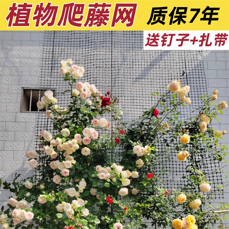 速发爬藤网植物花墙牵引塑料防护网格花架户外月季蔷薇花枝藤蔓攀