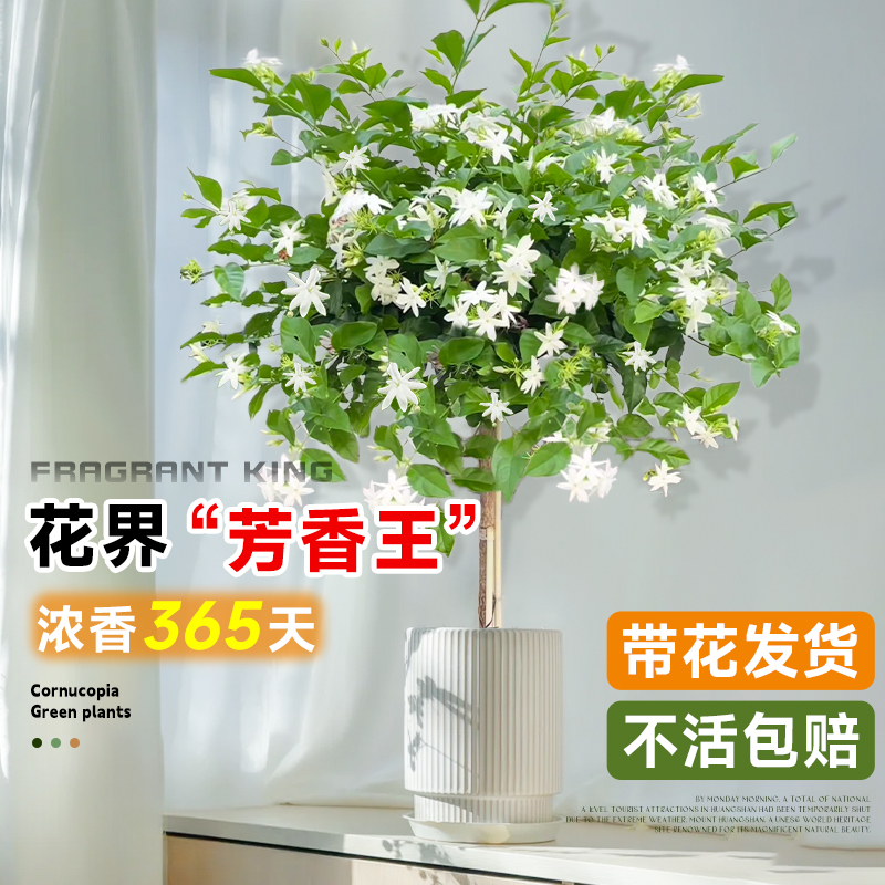 笔尖茉莉花盆栽四季重瓣老桩茉莉单瓣花苗室内好养易活的植物开花